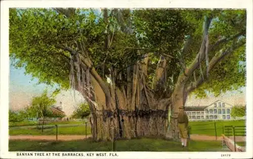 Ak Key West Florida USA, Banyan Tree in der Kaserne