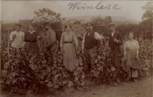 Foto Ak Weingut, Weinlese