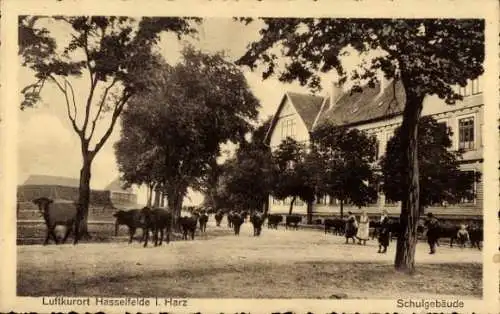 Ak Hasselfelde Oberharz am Brocken, Schulgebäude, Rinder