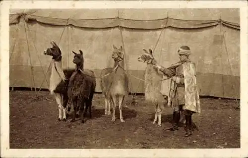 Ak Groß-Raubtierschau und Circus Willy Hagenbeck, Lamas