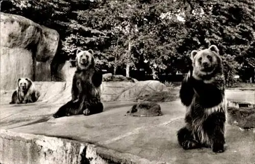 Ak Hamburg Eimsbüttel Stellingen, Carl Hagenbecks Tierpark, Kodiak Bären