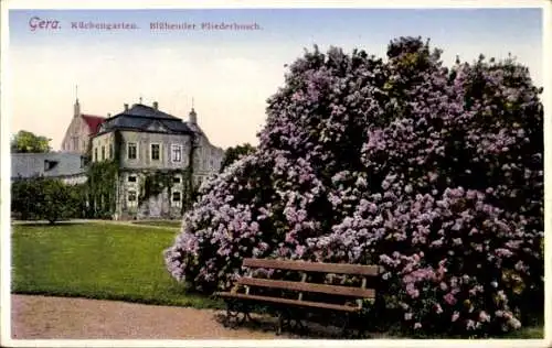 Ak Gera in Thüringen, Küchengärten, Blühender Fliederbusch