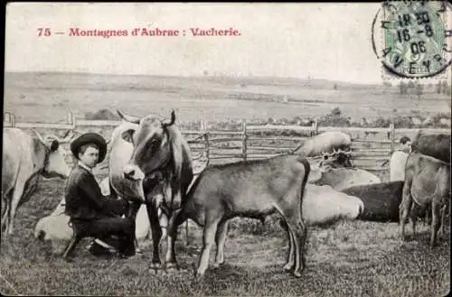 Ak Aubrac Aveyron, Vacherie, Rinder auf der Weide, Mann melkt Kuh