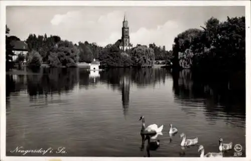 Ak Neugersdorf in Sachsen, Schwanenteich mit Kirchturm, Weiher