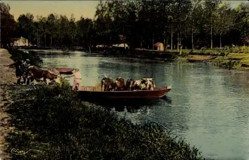 Ak Marais Poitevin Deux Sèvres, Embarquement des animaux, Rinder auf einem Boot