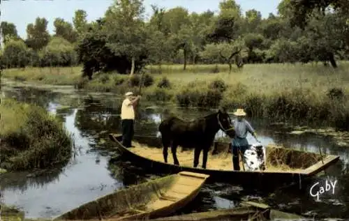 Ak La Venise Verte Deux Sevres, Transport du betail dans le marais, Pferd auf einem Boot