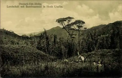 Ak Deutsch Ostafrika Tansania, Bambusswald, Hoch Usafua