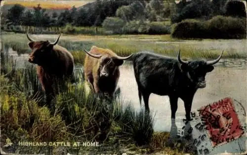 Ak Schottland, Hochlandrinder zu Hause