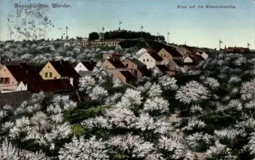 Ak Werder an der Havel, Baumblüten, Blick auf die Bismarckshöhe