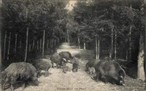 Ak Schwarzwild im Harz, Wildscheine