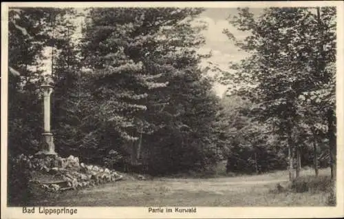 Ak Bad Lippspringe in Westfalen, Partie im Kurwald