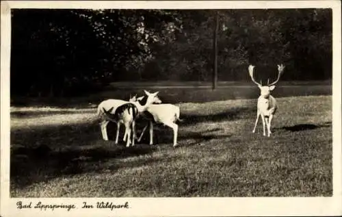 Ak Bad Lippspringe in Westfalen, Wildpark