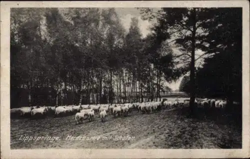 Ak Bad Lippspringe in Westfalen, Heidepartie mit Schafen