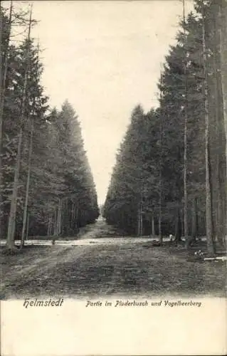 Ak Helmstedt in Niedersachsen, Pluderbusch, Vogelbeerberg