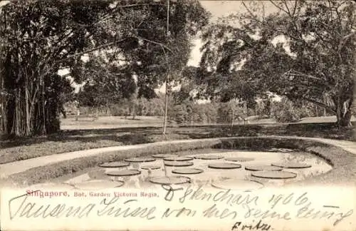 Ak Singapur, Botanischer Garten, Victoria Regia