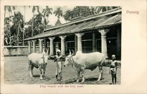 Ak Penang Malaysia, Jetty-Tempel mit heiligen Kühen