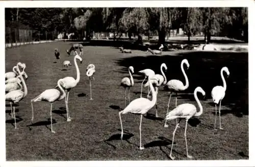 Ak Hellabrunn München Bayern, Tierpark, Flamingos