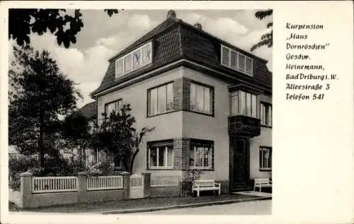 Ak Bad Driburg, Pension Haus Dornröschen, Alleestraße 3, W Heinemann