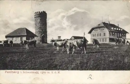 Ak Feldberg im Schwarzwald, Turm, Kühe, Gebäude