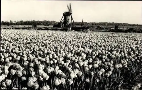 Set von 90 Ansichtskarten Windmühlen Niederlande