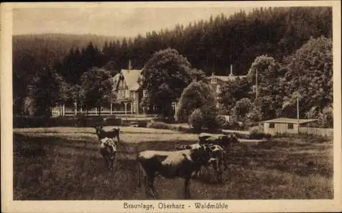 Ak Braunlage im Oberharz, Waldmühle, Rinder