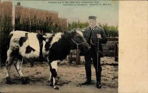 Ak Hanredder in Holstein, Kuh, Geboren am 5. Mai 1908, Hofbesitzer Kühl