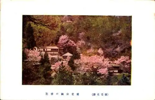 Ak Gifu Japan, Yoro Park zur Kirschblüte