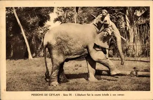 Ak Ceylon Sri Lanka, Missions de Ceylan, L'elephant fait la courte echelle a son cornac