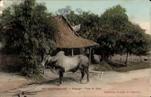 Ak Cochinchina Vietnam, Landschaft, Zebu-Typ