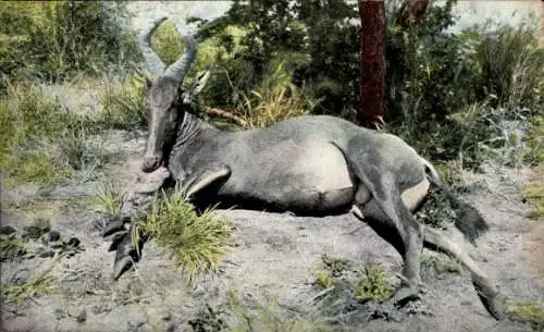 Ak Deutsch Südwest Afrika Namibia, Jagd, Erlegte Hartebeest-Antilope