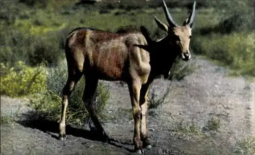 Ak Namibia Deutsch Südwest Afrika, Junge Elenantilope