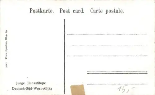 Ak Namibia Deutsch Südwest Afrika, Junge Elenantilope