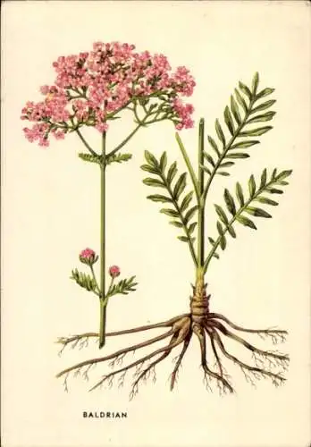 Ak Heilkräuter aus der Apotheke, Valeriana Officinalis