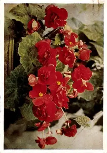 Ak Werbung, Blumen- und Samen-Verkauf, Saisonblumen, Begonia