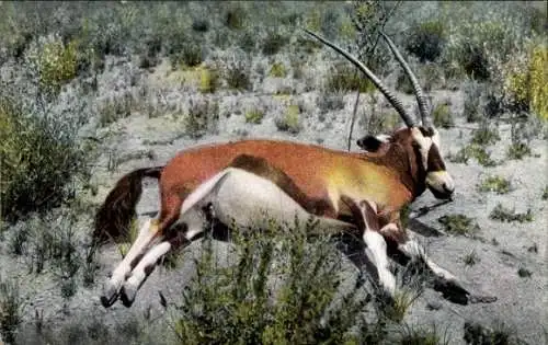 Ak Namibia Deutsch Südwest Afrika, Erlegte Spiessbock Antilope