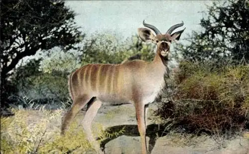 Ak Namibia, Deutsch Südwestafrika, Junge Kudu Antilope