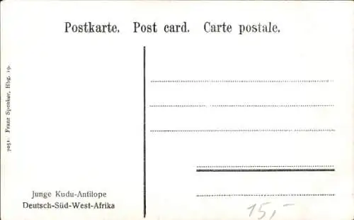 Ak Namibia, Deutsch Südwestafrika, Junge Kudu Antilope