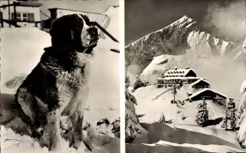 Ak Garmisch Partenkirchen in Oberbayern, Kreuzeckhaus, Bernhardiner Kreuzeck-Barry, Winter