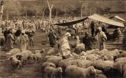 Ak Algerien, Markt, Schafe, Maghreb, Araber, Händler