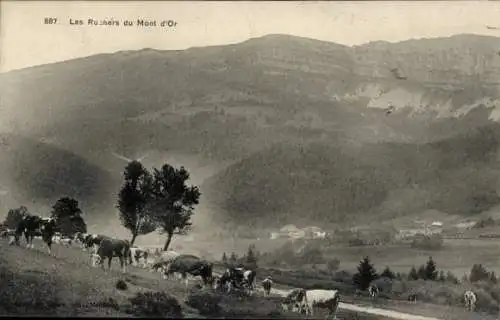 Ak Jura, Les Rochers du Mont d'Or, Kühe