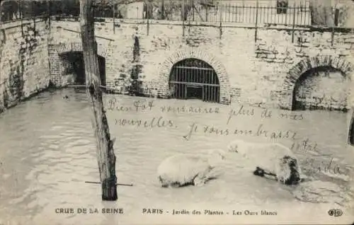 Ak Paris V, Jardin des Plantes, Seineflut, Die Weißen Bären