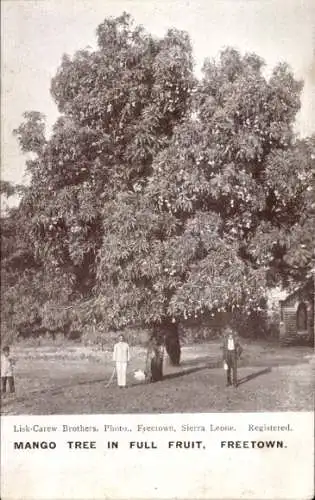 Ak Freetown Sierra Leone, Mango Tree