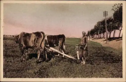 Ak Ägypten, Farm labourers, Bauer mit Rinderpflug