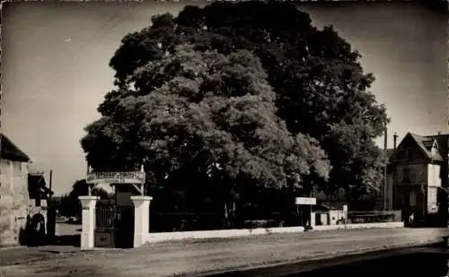 Ak Villennes sur Seine Yvelines, Sophora