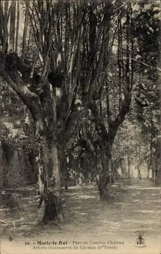 Ak Marly le Roi Yvelines, Parc de l'ancien Chateau Arbres centenaires du Chemin de Ronde