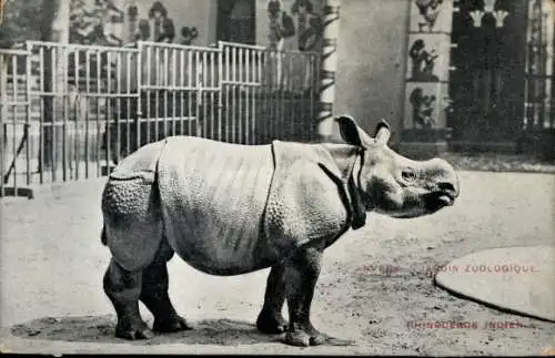 Ak Antwerpen Flandern, Zoologischer Garten, Nashorn