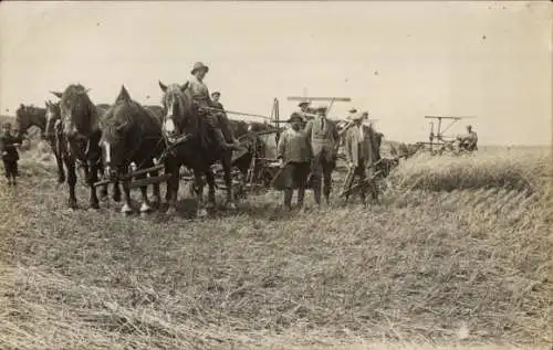 Foto Ak Landwirtschaft, Bauern, Ackerarbeit, Pferde, Heu