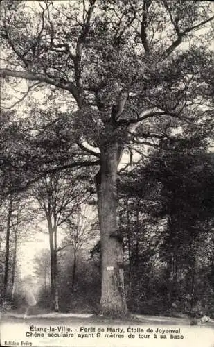 Ak Marly le Roi Yvelines, Etang la Ville, Foret de Marly, Etoile de Joyenval