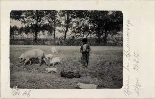 Foto Ak Polen, Schwein, Ferkel