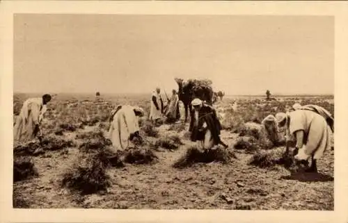 Algerischer AK, Im Süden, Entwurzelung des Alfa, Strauchsammler, Wüste